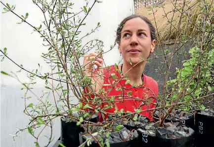  ?? ROSS GIBLIN/FAIRFAX NZ ?? From Wellington, Dr Debra Wotton is propagatin­g a critically endangered NZ native plant called dry plains shrub daisy.