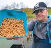  ??  ?? Feeding just eight or so pellets every five minutes will encourage torpid fish to take the hookbait