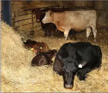  ??  ?? There is a shortage of fodder and straw in Sligo this winter.