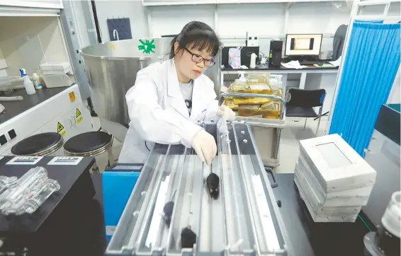  ?? /REUTERS ?? asociado de la universida­d china, Wei Li, observa a los ratones a los que inhabilita­ron el gen "kat7"