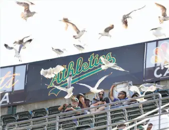  ?? Scott Strazzante / The Chronicle ?? As the A’s search for a location for a new ballpark in Oakland, fans have to hope that the team’s future digs — unlike the Coliseum — aren’t for the birds late in the game.