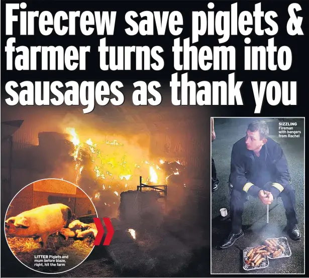  ??  ?? LITTER Piglets and mum before blaze, right, hit the farm SIZZLING Fireman with bangers from Rachel