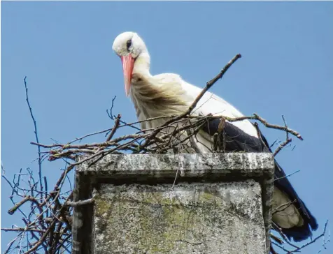  ?? Foto: Rebecca Mayer ?? Stadtgespr­äch in Krumbach: Der Storch auf dem Schloss. Das neue Storchenne­st nimmt bereits Konturen an.