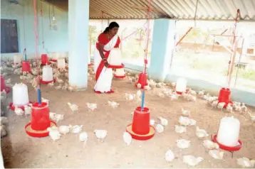  ??  ?? Women groups in Jharkhand moving forward towards self- employment by starting poultry farms