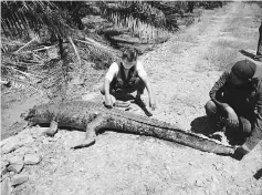  ??  ?? The carcass of the female crocodile.