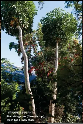  ??  ?? [FAVOURITE PLANT] The cabbage tree (Cussonia spp.), which has a lovely shape.