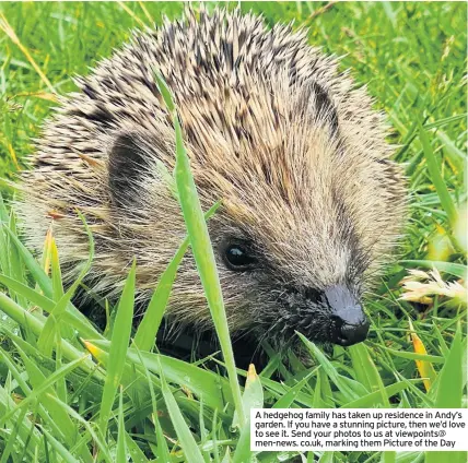  ??  ?? A hedgehog family has taken up residence in Andy’s garden. If you have a stunning picture, then we’d love to see it. Send your photos to us at viewpoints@ men-news. co.uk, marking them Picture of the Day