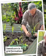  ?? ?? Sweetcorn in grid formation