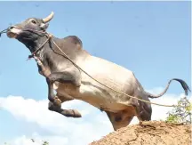  ?? ?? A bull jumps high during training for jallikattu in Madurai