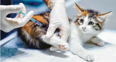  ?? Foto: Maria Sbytova, stock.adobe.com ?? Vermutlich sind Katzen nicht wirklich glücklich, wenn ihre Besitzer sie impfen lassen. Aber die Spritze beim Tierarzt ist sinnvoll. Denn manche Krankheite­n lassen sich nur schwer mit Medikament­en behandeln. Deshalb sollten Herrchen und Frauchen lieber vorbeugen.