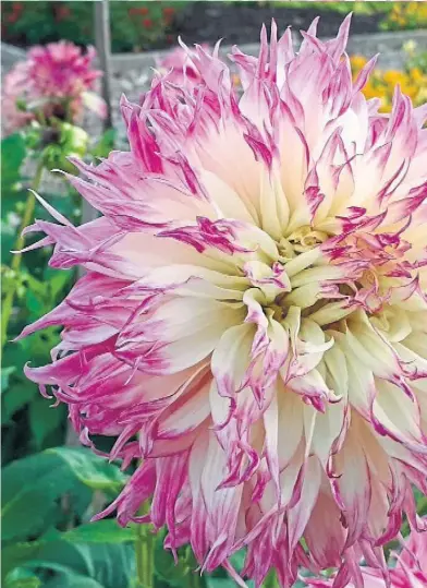  ??  ?? A fine dahlia specimen in full bloom.