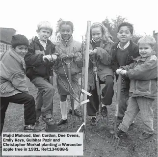  ?? ?? Majid Mahood, Ben Cordon, Dee Ovens, Emily Keys, Gulbhar Pazir and Christophe­r Merkel planting a Worcester apple tree in 1991. Ref:134088-5