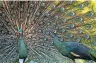  ?? YE AUNG THU / AGENCE FRANCE-PRESSE ?? Two peacocks in Mingaladon, Myanmar, last year.