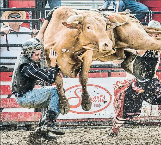  ??  ?? Todos los meses de julio se celebra en Calgary la Stampede, el mayor rodeo de toda Norteaméri­ca con más de un millón de visitantes anuales