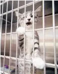  ?? JENNIFER LETT/STAFF PHOTOGRAPH­ER ?? A kitty is behind bars for now at Broward County Animal Care and Adoption.