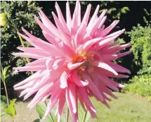  ??  ?? Dahlia tubers benefit from a digging, dividing and replanting every second spring.