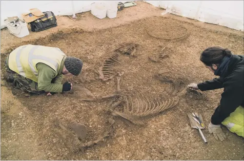  ??  ?? PAINSTAKIN­G WORK: Experts work on the remains of an Iron Age chariot and two well-preserved horses at the building site in Pocklingto­n.