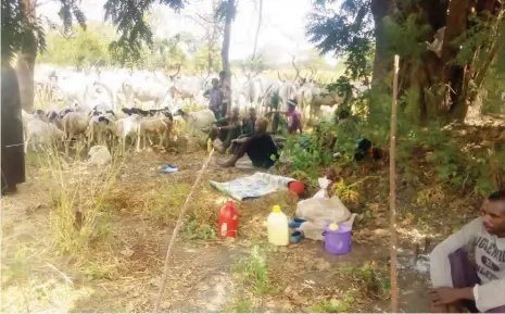  ??  ?? Tired from a long trek from Benue, some of the herdsmen with their animals take a refuge under a tree in Nasarawa.