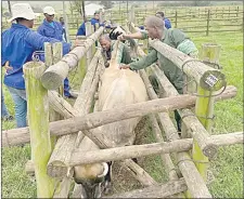  ?? (Courtesy pic) ?? The Ministry of Agricultur­e’s key Extension Officers and Veterinary Assistants conducting practicals.