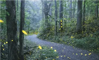  ??  ?? For two to three weeks in late May and early June, synchronou­s fireflies flicker in harmony as they search the forest for mates in Great Smoky Mountains National Park in Tennessee and North Carolina.