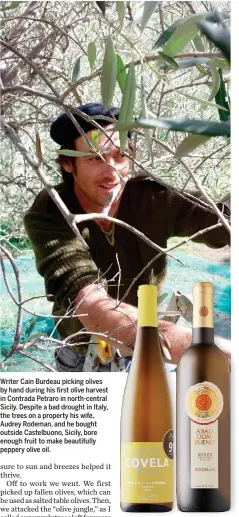  ??  ?? Writer Cain Burdeau picking olives by hand during his first olive harvest in Contrada Petraro in north-central Sicily. Despite a bad drought in Italy, the trees on a property his wife, Audrey Rodeman, and he bought outside Castelbuon­o, Sicily, bore...