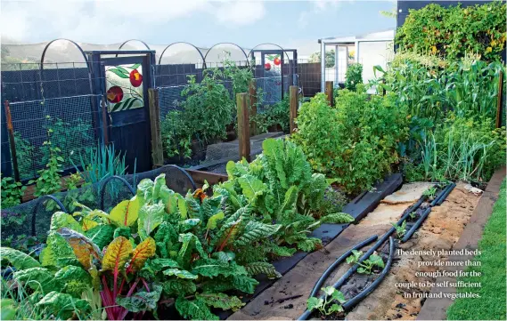  ??  ?? The densely planted beds provide more than enough food for the couple to be self sufficient in fruit and vegetables.