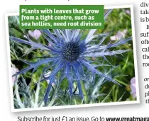  ??  ?? Plants with leaves that grow from a tight centre, such as sea hollies, need root division