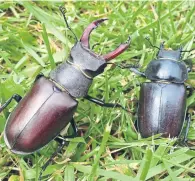  ?? ?? A male stag beetle (L) next to the smaller female (R)