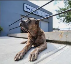  ?? ERIC BONZAR — THE MORNING JOURNAL ?? “Venus,” Bark Club owners Chuck Stella and wife, Laurie Stella, and their Italian Mastiff rescue, sunbathes near the entrance of the couple’s 33549 Liberty Parkway dog sitting facility in North Ridgeville July 27. The Bark Club offers integrated...