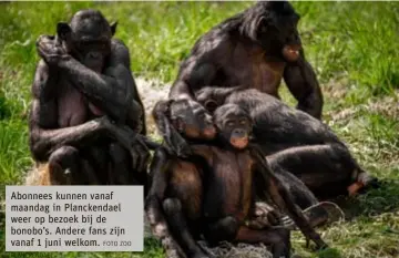  ?? PLANCKENDA­EL FOTO ZOO ?? Abonnees kunnen vanaf maandag in Planckenda­el weer op bezoek bij de bonobo’s. Andere fans zijn vanaf 1 juni welkom.