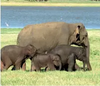  ?? (Pic courtesy of CCR) ?? Cow elephant and babies at Minneriya.