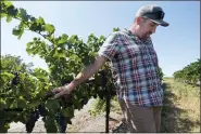  ?? RICH PEDRONCELL­I — THE ASSOCIATED PRESS ?? Charlie Hamilton pauses as he discusses the problem of irrigating his vineyard due to saltwater intrusion July 25 near Rio Vista.