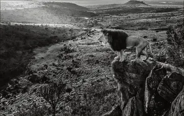  ?? Photo pour immortalis­er cette vue incroyable. » ?? “King of kings” reprend l’iconograph­ie du Roi Lion de Disney, et sera vendue eu profit de la fondation de Kevin Richardson, qui oeuvre pour la sauvegarde des fauves. (Photo DR – David Yarrow)