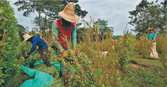  ?? / AFP ?? Los campesinos cultivador­es de hoja de coca son los que se han visto en medio del debate de la guerra contra las drogas, siendo los más afectados.