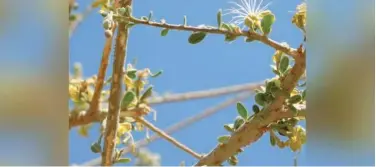  ??  ?? ↑
Al-sarh tree is considered among the local trees that support biodiversi­ty.