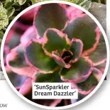  ?? ?? ‘SunSparkle­r Dream Dazzler’