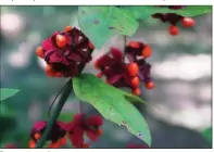  ?? (Special to the Democrat-Gazette) ?? Euonymus americanus, commonly called strawberry euonymus or hearts-a-burstin’, is a native woodland shrub.