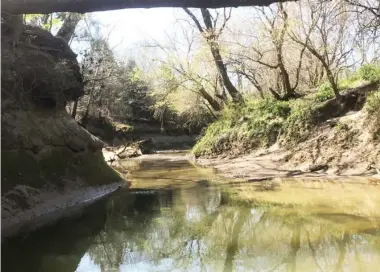  ??  ?? Riparian areas protect the stream waterway of Town Creek near West Point, Mississipp­i, to preserve its natural features