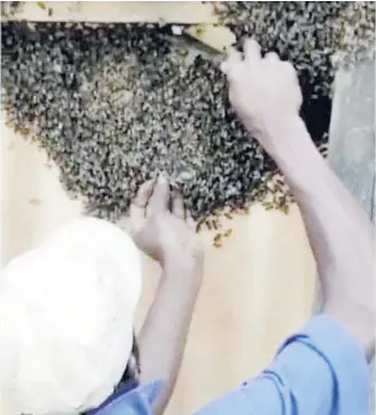 Kimemia S Sinister Bee Video Stings Local Whatsapp Group Pressreader