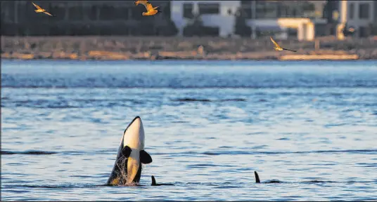  ?? Jamie Kinney via The Associated Press ?? Orca whales swim in Elliott Bay on Oct. 12 in Seattle. Local residents are able to see whales thanks to a Whatsapp group chat created by Kersti Muul that alerts people that the whales are in the area.