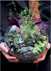  ??  ?? Après avoir associé les plantes, Kali aime jouer avec les matières (pierres, fossiles, galets…). Pour connaître les différents points de vente des terrariums de Kali ou pour une compositio­n sur mesure : growlittle.com