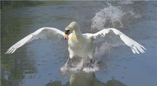  ??  ?? A swan at Stonebow, by Angela Taylor.