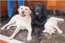  ?? MARY ALTAFFER/JOURNAL ?? The Labrador retrievers’ record-breaking 31 years at the top ended this year. Labrador retrievers Soave, left, and Hola pose for photograph­s as Harbor takes a nap during a 2018 news conference.