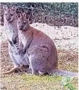  ??  ?? Benett Kängurus sind die neuen Bewohner im Tierpark Reuschenbe­rg.