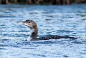  ??  ?? Above
Juvenile Great Northern Diver, River Welland, Lincolnshi­re, 15 November 2020