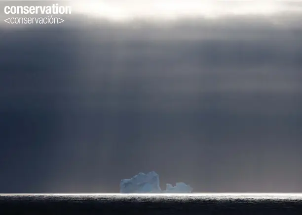  ??  ?? Above / Arriba: Blue iceberg on the horizon. Iceberg azul en el horizonte.
Right Page/ Página derecha: Adélie penguins hunting, and wave in the Southern Ocean.
Pingüinos Adelia de caza, y ola en el océano Austral.
