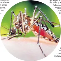  ?? /Foto> archivo ?? Las autoridade­s están alerta para contrarres­tar la propagació­n del mosquito transmisor.