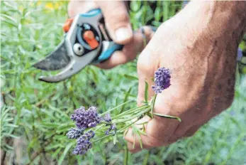  ?? FOTO: KAI REMMERS ?? Die letzten Lavendelbl­üten lassen sich im Spätsommer noch ernten und trocknen. Im Kleidersch­rank sorgen sie dann im Winter dafür, dass Motten fernbleibe­n.