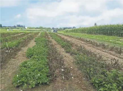  ?? Nico Champouret, Simplot Plant Sciences ?? This October 2016 photo shows potatoes surviving in a field infected with late blight disease at Michigan State University in East Lansing, Mich. Federal officials said three types of potatoes geneticall­y engineered to resist the pathogen that caused...