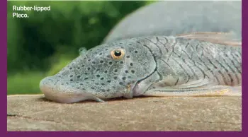  ?? ?? Rubber-lipped Pleco.